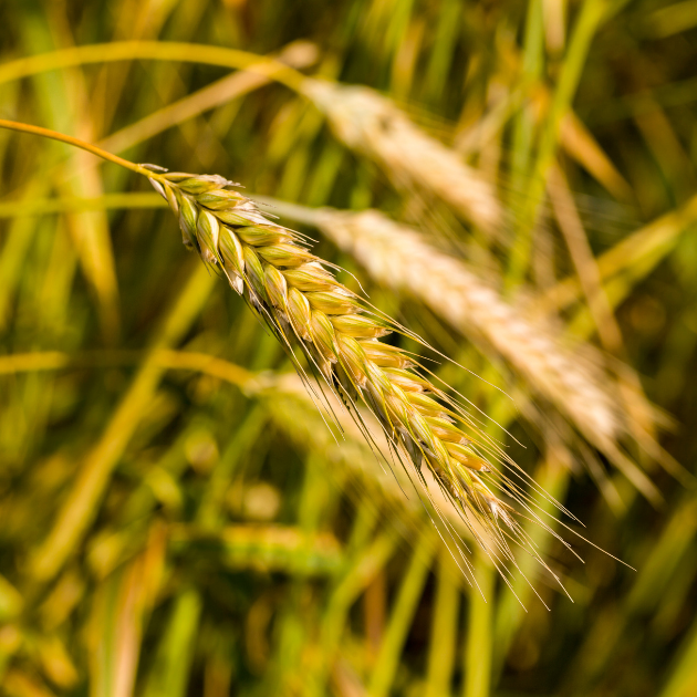 The Future of Farming: A Crucial Crossroads at the European Elections