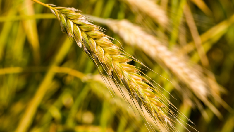 Agriculture EU policy