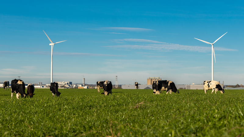 Farms to Courts: An Overview of the Dutch Nitrogen Crisis