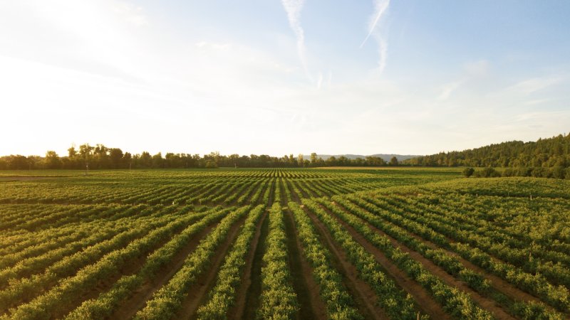 ESG agriculture